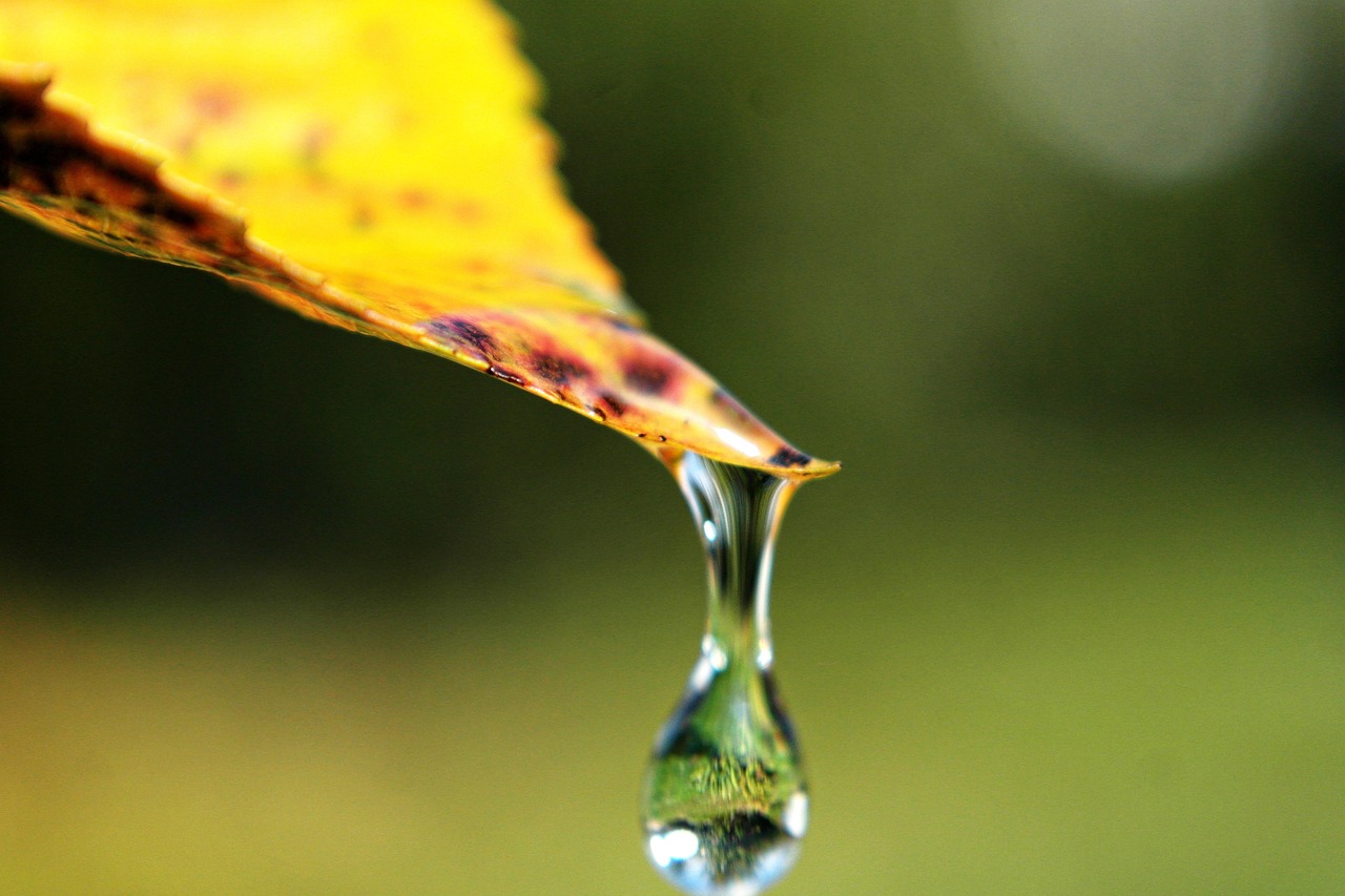 Portada para artículo de planificación hidrológica que muestra gota y planta