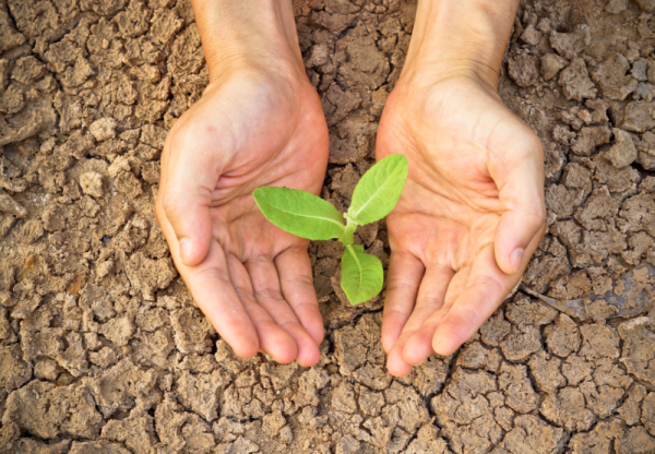 Manos con planta en el medio