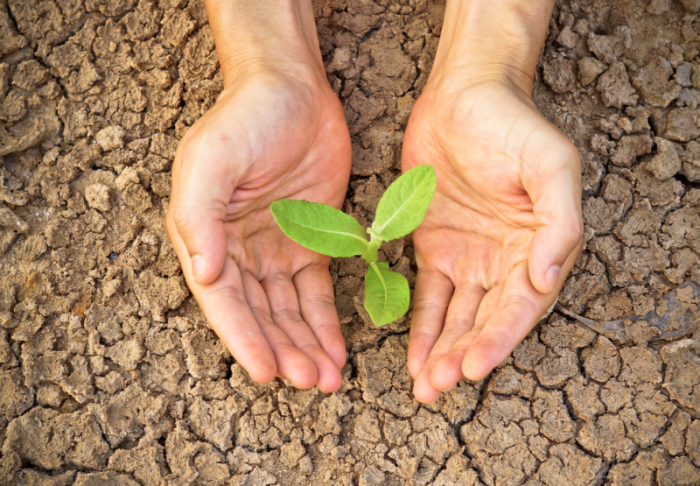 En plano de sequía unas manos tomando una planta
