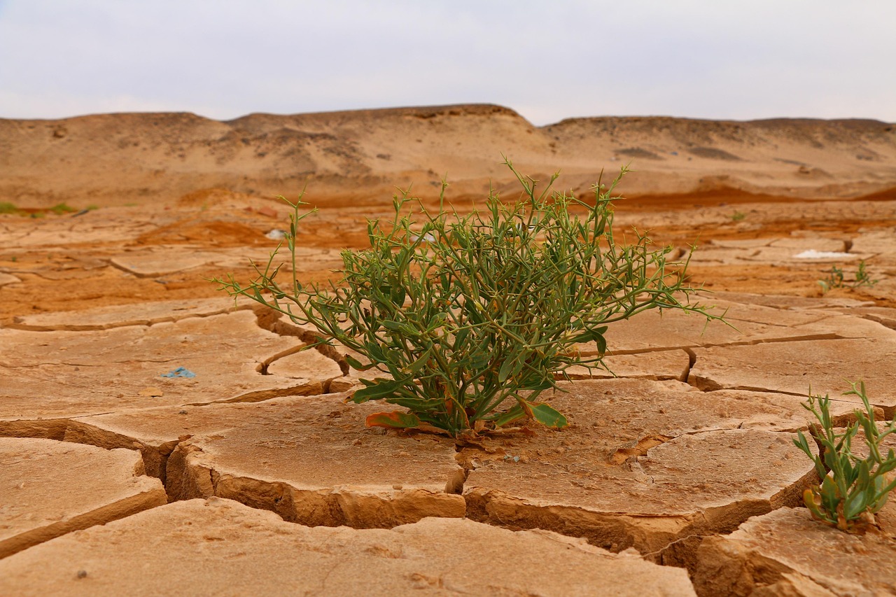 Imagen para portada de artículo sobre cambio climático