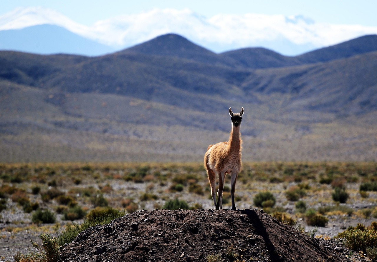 Imagen desierto y una vicuña