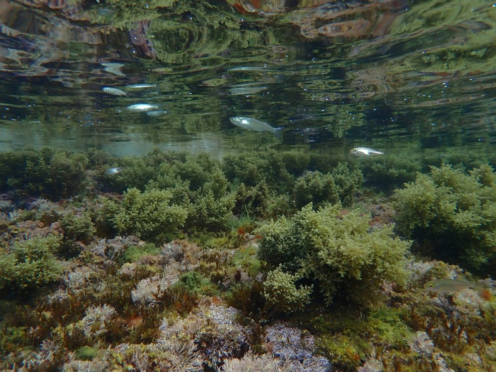 Ecositema acuatico